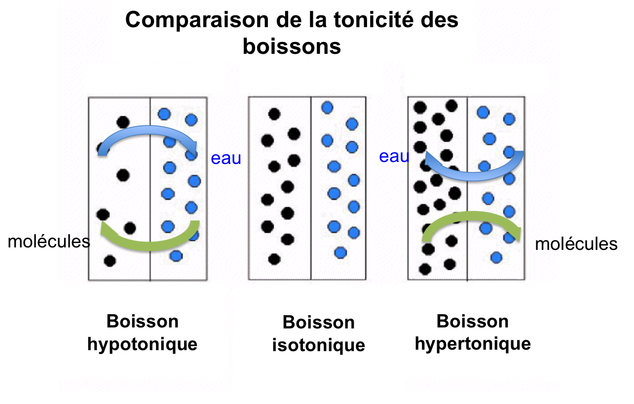 Aquabiking Et Boisson Isotonique - L'essentiel De L'aquabiking