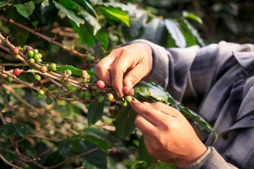 Le café a t il un impact sur la planète